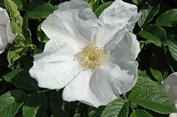 White Rugosa Rose (Rosa rugosa 'Alba') at Make It Green Garden Centre