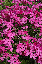 Drummond's Pink Moss Phlox (Phlox subulata 'Drummond's Pink') at Make It Green Garden Centre