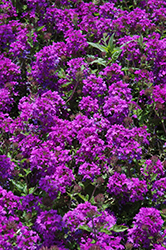Homestead Purple Verbena (Verbena 'Homestead Purple') at Make It Green Garden Centre