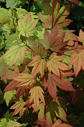 Vine Maple (Acer circinatum) at Lurvey Garden Center