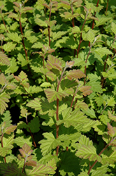 Oceanspray (Holodiscus discolor) at Make It Green Garden Centre