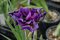 Double Standard Siberian Iris (Iris sibirica 'Double Standard') at Make It Green Garden Centre