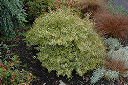 Sunrise Abelia (Abelia x grandiflora 'Sunrise') at Lurvey Garden Center