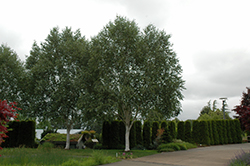 Whitebark Himalayan Birch (Betula utilis 'var. jacquemontii') at Make It Green Garden Centre