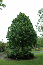 Apollo Sugar Maple (Acer saccharum 'Barrett Cole') at Make It Green Garden Centre