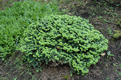 Dwarf Balsam Fir (Abies balsamea 'Nana') at Make It Green Garden Centre