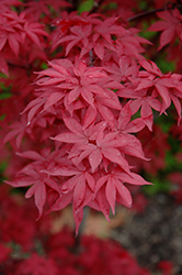 Twombly's Red Sentinel Japanese Maple (Acer palmatum 'Twombly's Red Sentinel') at Make It Green Garden Centre