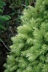J.W. Daisy's White Alberta Spruce (Picea glauca 'J.W. Daisy's White') at Make It Green Garden Centre