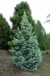 Compact Alpine Fir (Abies lasiocarpa 'Compacta') at Make It Green Garden Centre