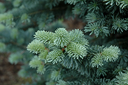 Compact Alpine Fir (Abies lasiocarpa 'Compacta') at Make It Green Garden Centre