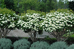 Compact European Cranberry (Viburnum opulus 'Compactum') at Lurvey Garden Center