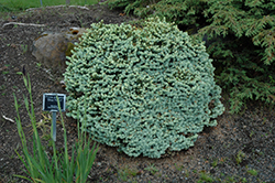 Blue Pearl Colorado Spruce (Picea pungens 'Blue Pearl') at Make It Green Garden Centre