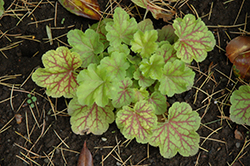 Electric Lime Coral Bells (Heuchera 'Electric Lime') at Make It Green Garden Centre