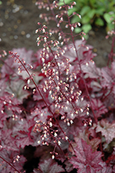 Amethyst Mist Coral Bells (Heuchera 'Amethyst Mist') at Lurvey Garden Center