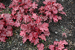 Fire Chief Coral Bells (Heuchera 'Fire Chief') at Make It Green Garden Centre