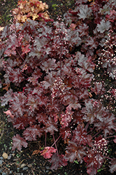 Black Taffeta Coral Bells (Heuchera 'Black Taffeta') at Make It Green Garden Centre