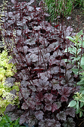 Plum Pudding Coral Bells (Heuchera 'Plum Pudding') at Make It Green Garden Centre