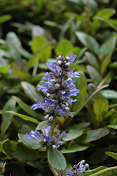 Blueberry Muffin Bugleweed (Ajuga reptans 'Blueberry Muffin') at Lurvey Garden Center