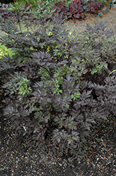 Black Negligee Bugbane (Cimicifuga racemosa 'Black Negligee') at Make It Green Garden Centre