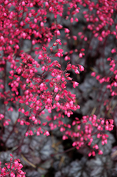 Glitter Coral Bells (Heuchera 'Glitter') at Make It Green Garden Centre