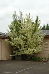 Carnival Hedge Maple (Acer campestre 'Carnival') at Lurvey Garden Center