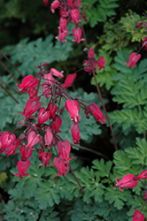 Amore Rose Bleeding Heart (Dicentra 'Amore Rose') at Make It Green Garden Centre
