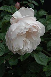 The Generous Gardener Rose (Rosa 'Ausdrawn') at Make It Green Garden Centre
