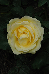 Easy Going Rose (Rosa 'HARflow') at Make It Green Garden Centre