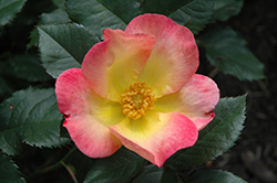 Watercolors Home Run Rose (Rosa 'WEKclaflobo') at Make It Green Garden Centre