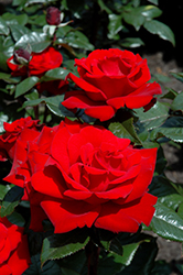 Crimson Bouquet Rose (Rosa 'Crimson Bouquet') at Make It Green Garden Centre