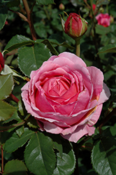 Princess Alexandra Of Kent Rose (Rosa 'Ausmerchant') at Make It Green Garden Centre