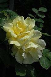 Carefree Sunshine Rose (Rosa 'Carefree Sunshine') at Lurvey Garden Center