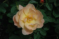 The Lark Ascending Rose (Rosa 'Ausursula') at Make It Green Garden Centre