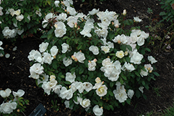 White Knock Out Rose (Rosa 'Radwhite') at Make It Green Garden Centre