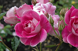 Brilliant Pink Iceberg Rose (Rosa 'Brilliant Pink Iceberg') at Make It Green Garden Centre