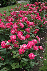 Double Knock Out Rose (Rosa 'Radtko') at Lurvey Garden Center