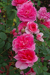 England's Rose (Rosa 'Ausrace') at Make It Green Garden Centre