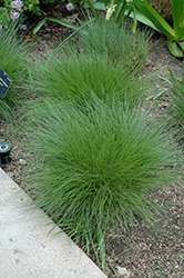 Little Bluestem (Schizachyrium scoparium) at Make It Green Garden Centre