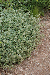 Silver Edged Horehound (Marrubium rotundifolium) at Make It Green Garden Centre