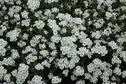 Greek Yarrow (Achillea ageratifolia) at Make It Green Garden Centre