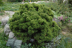 Sherwood Compact Mugo Pine (Pinus mugo 'Sherwood Compact') at Make It Green Garden Centre