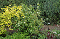 Red Osier Dogwood (Cornus sericea) at Make It Green Garden Centre