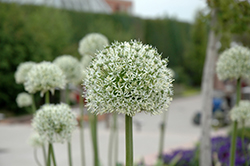 Mount Everest Ornamental Onion (Allium 'Mount Everest') at Lurvey Garden Center