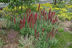 Red Feathers (Echium amoenum) at Make It Green Garden Centre