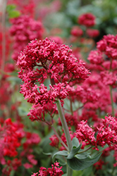 Red Valerian (Centranthus ruber) at Make It Green Garden Centre