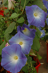 Heavenly Blue Morning Glory (Ipomoea tricolor 'Heavenly Blue') at Make It Green Garden Centre