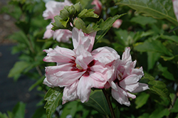 Blushing Bride Rose Of Sharon (Hibiscus syriacus 'Blushing Bride') at Lurvey Garden Center