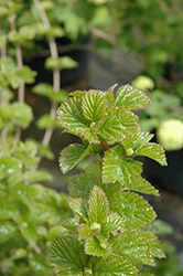 All That Glows Viburnum (Viburnum dentatum 'SMVDBL') at Make It Green Garden Centre