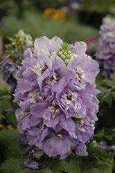 Aurora Lavender Larkspur (Delphinium 'Aurora Lavender') at Make It Green Garden Centre