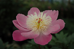 Edulis Superba Peony (Paeonia 'Edulis Superba') at Make It Green Garden Centre